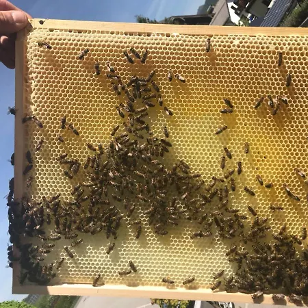 Kaiserhof Hotel Anif